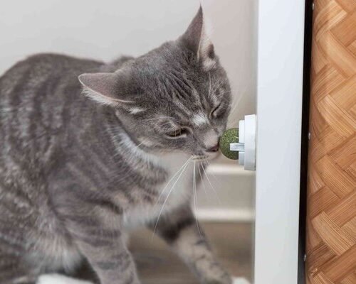 Žaislas katėms TRIXIE katžolės kamuolys su laikikliu, 5 cm